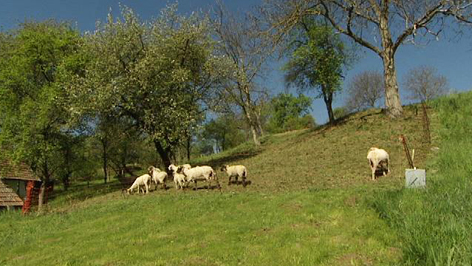 Schafe in den ehemaligen Weinbergen
