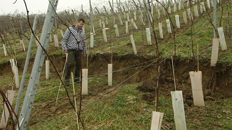 Abgerutschte Weingärten im Südburgenland