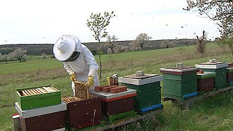 Imker bei Bienenstöcken