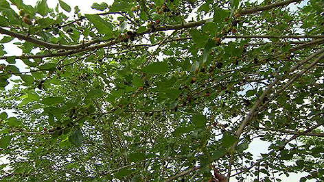 Maulbeerbäume in Frauenkirchen