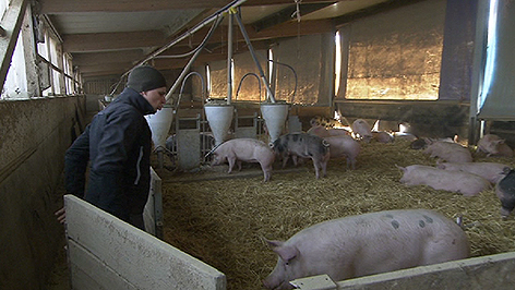 Bio Schweinezucht wirtschaftlich, Schweine, Bauernhof