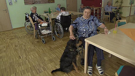 Hund Heim Tierheim Begleiter Altenheim Nikitsch
