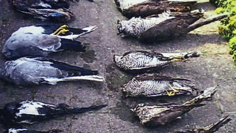 Tote Greifvögel