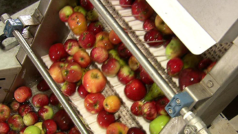 Apfelsaft Produktion Äpfel