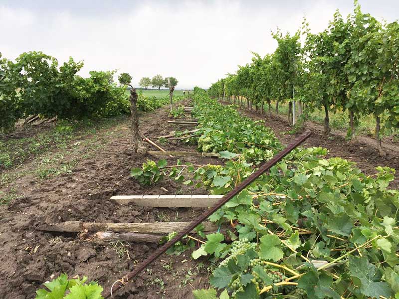 Sturmschäden Unwetter - zerstörte Weingärten in Kleinhöflein