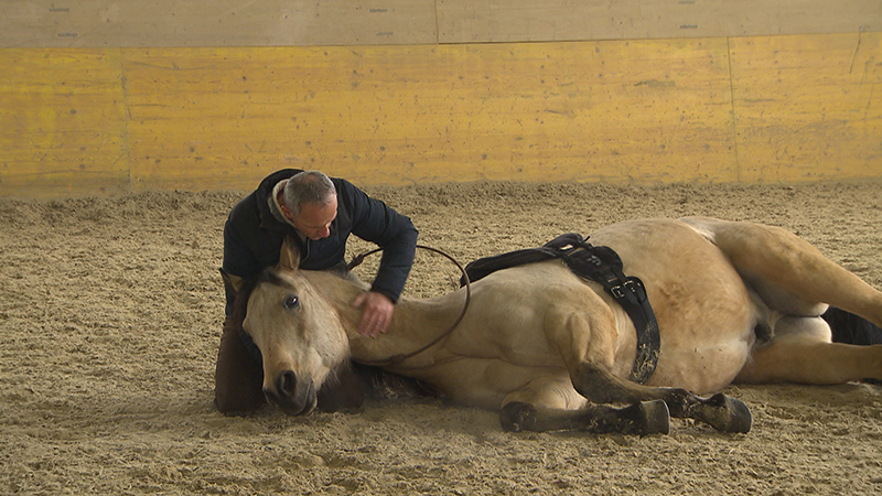 Pferd, Halle, Training, Wolfgang Wograndl