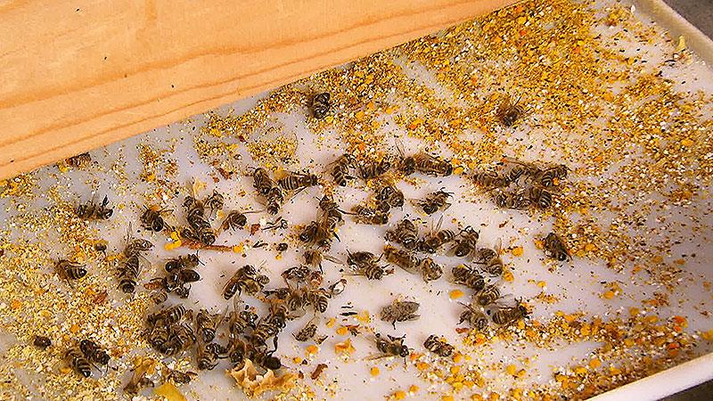 Bienenschutz gegen die Varroamilbe