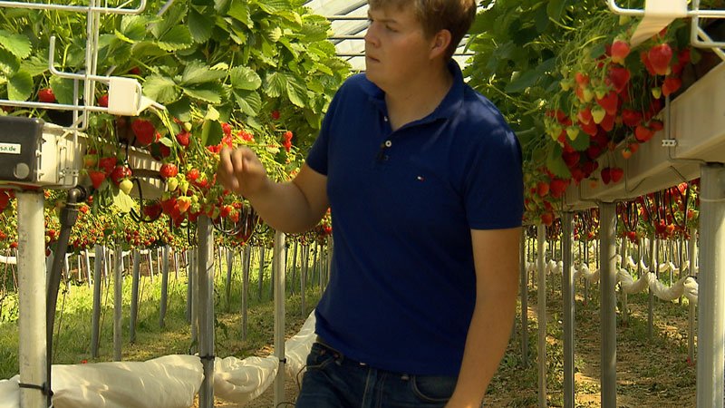 Bauer überprüft Erdbeeren