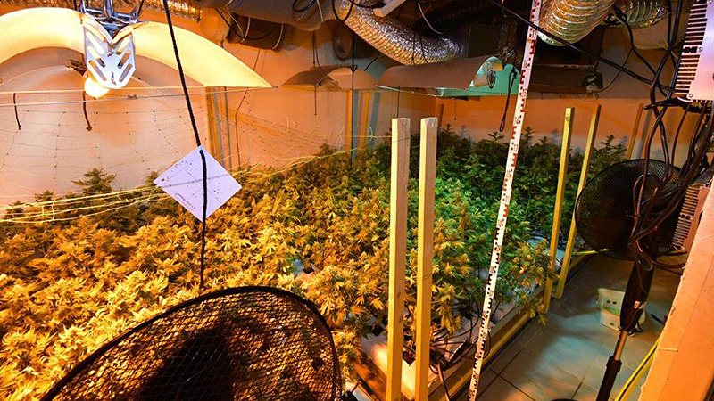 Cannabispflanzen, Indoor-Plantage