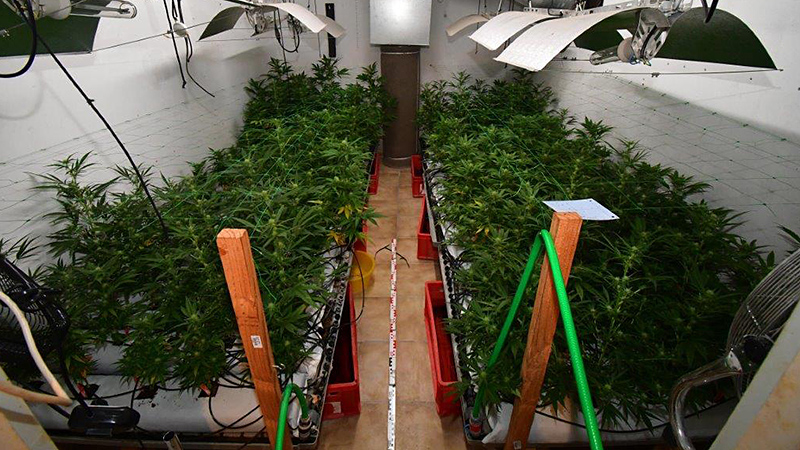Cannabispflanzen, Indoor-Plantage