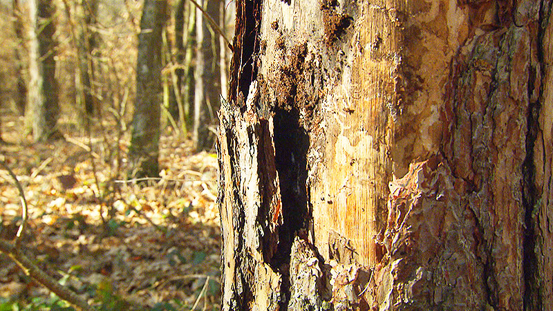 Kiefernsterben Wald Baum