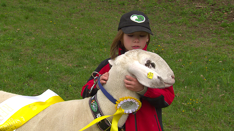 Neunjährige Schafzüchterin erfolgreich